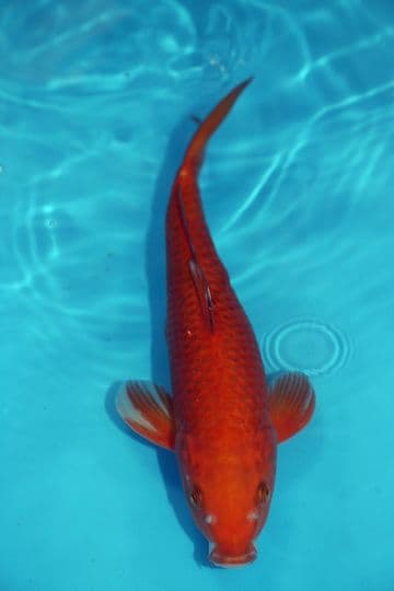 Chagoi-Koi For Sale 13" 9521