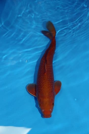 Chagoi-Koi For Sale 15" 9416