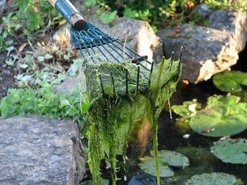 Cloverleaf Blanket Answer 800g