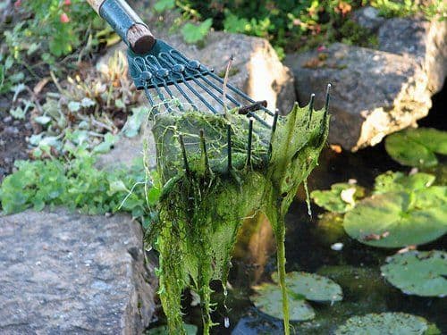 Cloverleaf Blanket Answer 800g