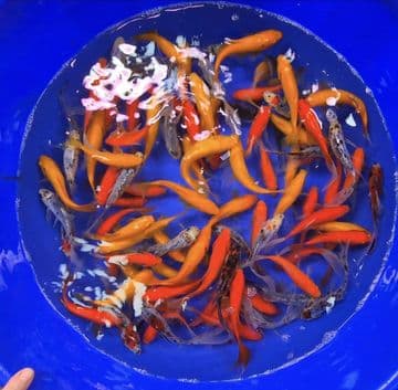 Comet Goldfish Mix 6"