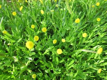 Cotula coronopifolia 1ltr Basket