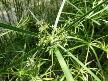 Cyperus alternifolius 1ltr Basket