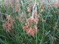 Cyperus longus 3 x 1ltr Basket