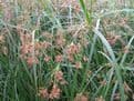 Cyperus longus 3 x 1ltr Basket