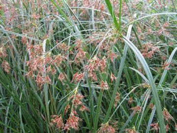 Cyperus longus 3 x 1ltr Basket