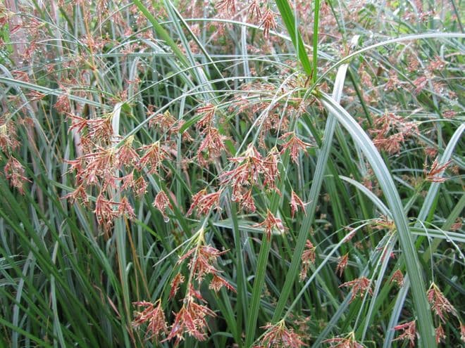 Cyperus longus 3 x 1ltr Basket