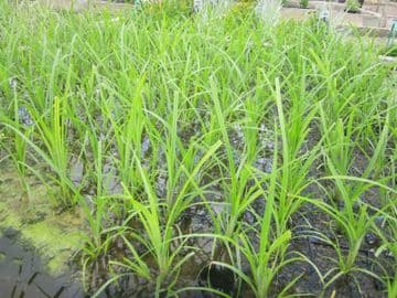 Cyperus papyrus 1ltr Basket