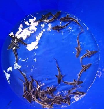Diamond Sturgeon 5"-6"