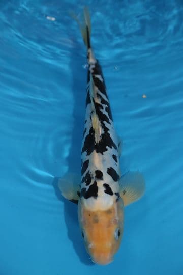 Doitsu Bekko-Koi For Sale 12" 9571