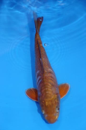 Doitsu Chagoi-Koi For Sale 11" 9586