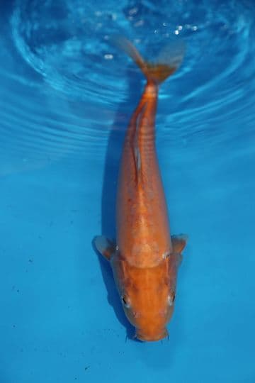 Doitsu Chagoi-Koi For Sale 12" 9496