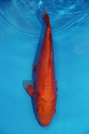 Doitsu Chagoi-Koi For Sale 12" 9560