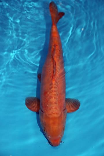 Doitsu Chagoi-Koi For Sale 15" 9407