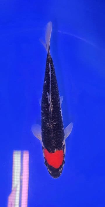 Doitsu Goshiki-Koi For Sale 10" 004