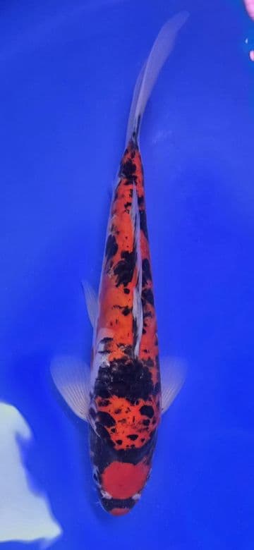 Doitsu Goshiki-Koi For Sale 10" 006