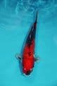 Doitsu Goshiki-Koi For Sale 13