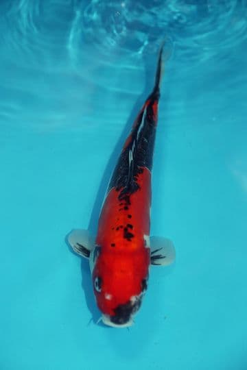 Doitsu Goshiki-Koi For Sale 13" 9527