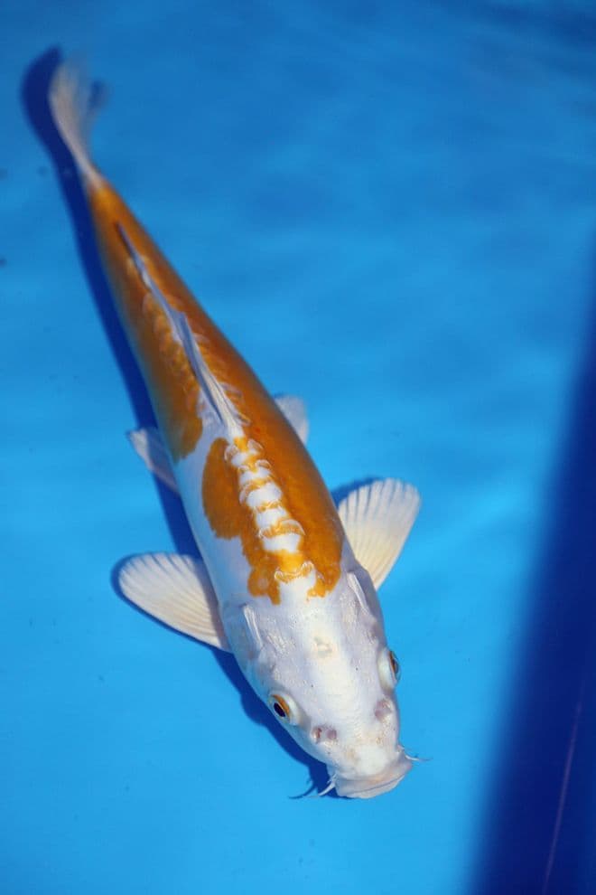 Doitsu Hariwake-Koi For Sale 12
