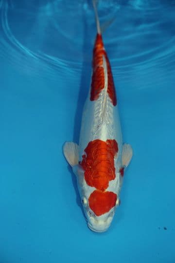 Doitsu Hariwake-Koi For Sale 12" 9577