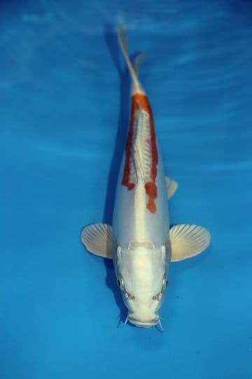 Doitsu Hariwake-Koi For Sale 13" 9512