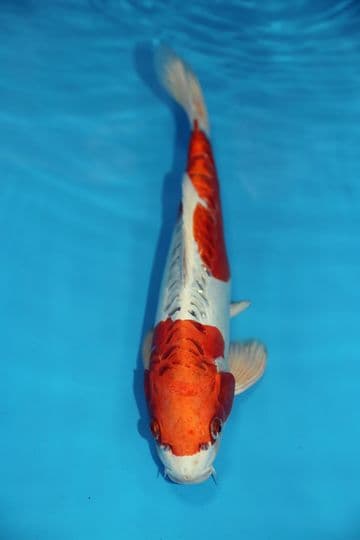 Doitsu Hariwake-Koi For Sale 14" 9422