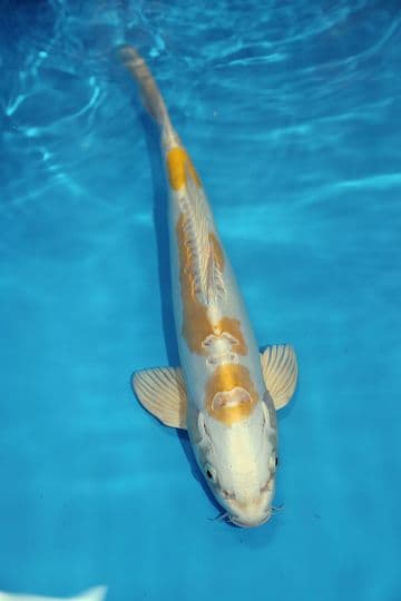 Doitsu Hariwake-Koi For Sale 15" 9404