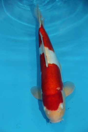 Doitsu Kohaku-Koi For Sale 14" 9457