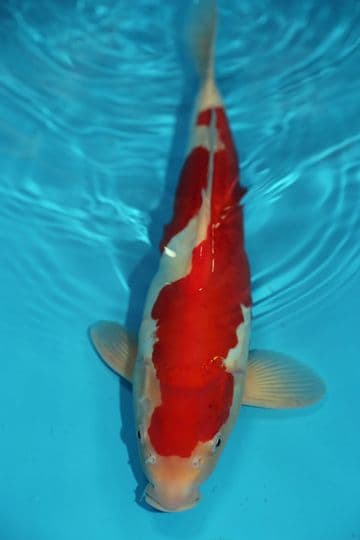 Doitsu Kohaku-Koi For Sale 17" 8046