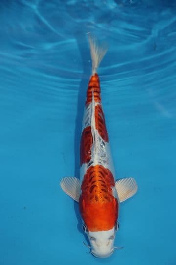 Doitsu Kujaku-Koi For Sale 11'' 9529