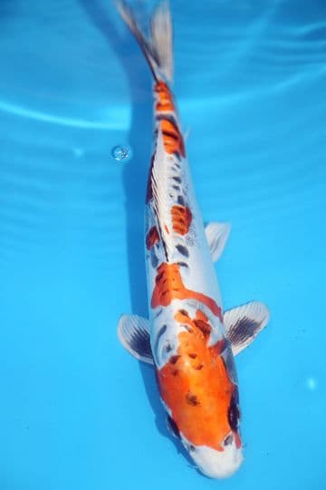 Doitsu Kujaku-Koi For Sale 12'' 9587