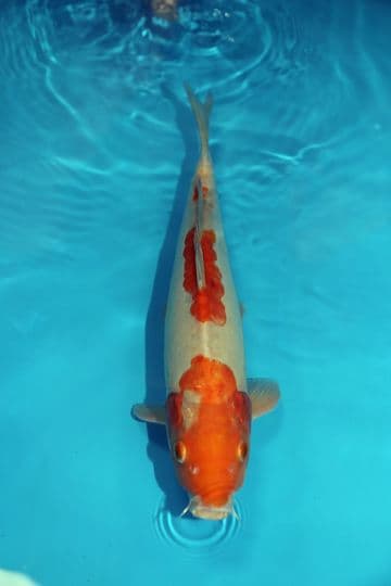 Doitsu Ochiba Shigure-Koi For Sale 15" 9433