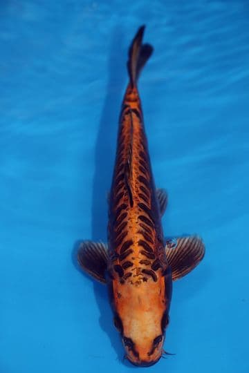 Doitsu Orenji Matsuba-Koi For Sale 12" 9581