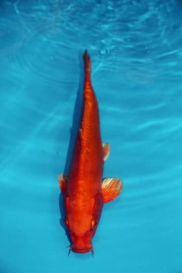 Doitsu Orenji Ogon-Koi For Sale 14" 9437