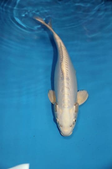 Doitsu Purachina-Koi For Sale 14" 9430
