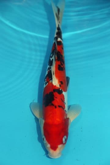 Doitsu Sanke-Koi For Sale 13" 9509