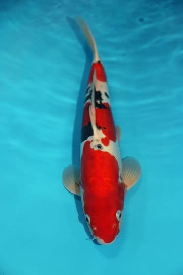 Doitsu Sanke-Koi For Sale 15" 9411