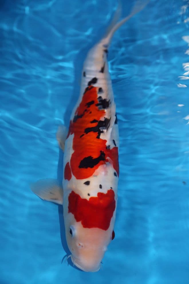 Doitsu Sanke-Koi For Sale 16