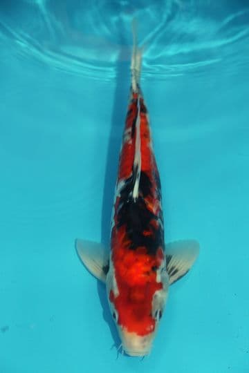 Doitsu Showa-Koi For Sale 13" 9582