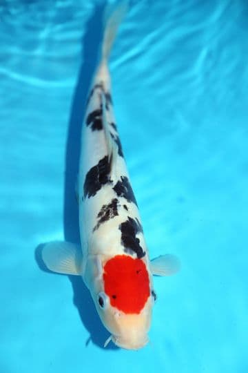 Doitsu Tancho Sanke-Koi For Sale 12" 8795