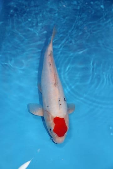 Doitsu Tancho Sanke-Koi For Sale 15" 9414