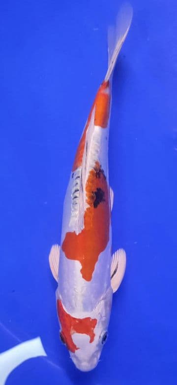 Doitsu Yamatonishiki-Koi For Sale 10" 002
