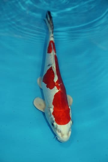 Doitsu Yamatonishiki-Koi For Sale 12" 9506