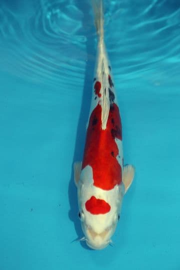 Doitsu Yamatonishiki-Koi For Sale 13" 9523