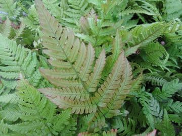 Dryopteris erythrosora 3 x 9cm Basket