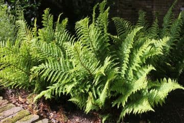 Dryopteris filix-mas 3 x 9cm Basket