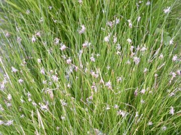 Eleocharis acicularis 3 x 1ltr Basket