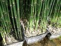 Equisetum hyemale 3ltr Basket