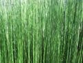 Equisetum hyemale 3ltr Basket