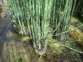 Equisetum hyemale 3ltr Basket
